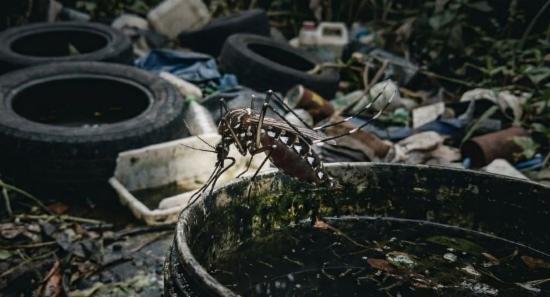 15 Dengue Deaths Reported as Cases Near 30,000